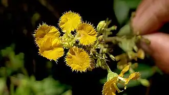 Description de l'image Janusia anisandra (A.Juss.) Griseb. (8122224389).jpg.