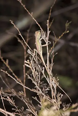 Description de l'image Japalura makii (36028643086).jpg.