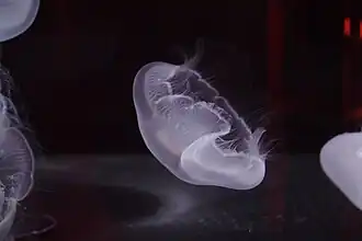 Aurelia cf. coerulea