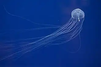 Tima formosa, une espèce du même groupe mais à dominante « méduse ».