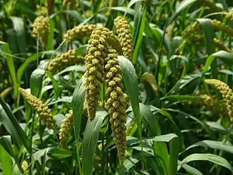 Description de l'image Japanese_Foxtail_millet_01.jpg.