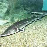 Acipenser schrenckii