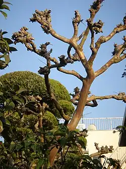 Trognes urbaines en têtes de chat issues de la coupe régulière des branches maîtresses.