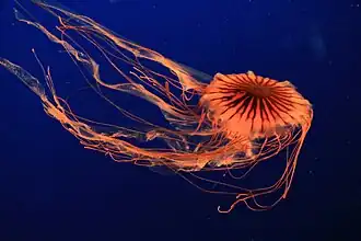 Chrysaora pacifica