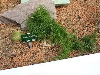 Description de l'image Jardin des plantes Paris Bowiea volubilis.JPG.