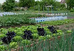 Photo de jardin potager, au premier plan des verts d'oignons et des salades, au second plan, des bouteilles plastiques alignées, en arrière plan des maisons ouvrières