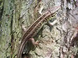 Lézard des souches Lacerta agilis.