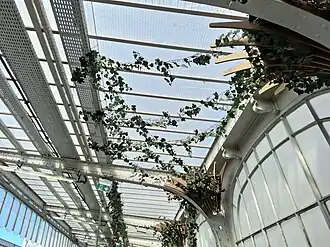 Lierre grimpant sur les verrières des quais de la ligne 2.