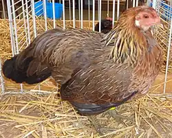 Poule Javanaise saumon doré foncé