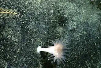 Description de l'image Javania cailleti.jpg.