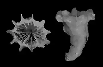 Description de l'image Javania cristata (10.3989-scimar.04863.10A) Figure 3 (cropped).jpg.