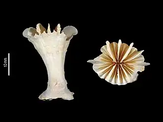 Description de l'image Javania exserta (MNHN-IK-2009-1875).jpeg.