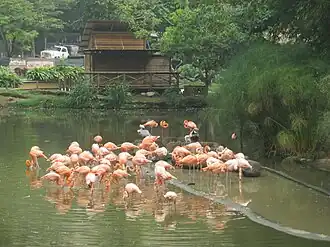 Image illustrative de l’article Parc zoologique de Cali