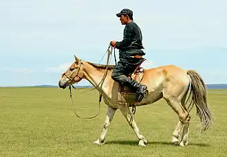 Un petit cheval jaune monté par un homme cavalier, vus de profil.