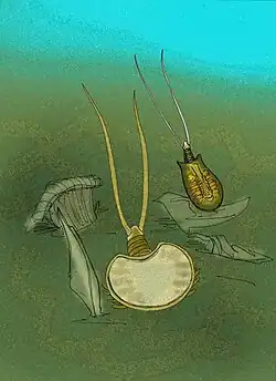 Reconstitution de deux genres éteints, Jeholops et Chenops