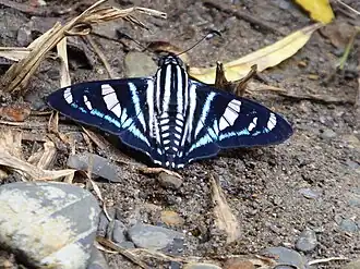 Description de cette image, également commentée ci-après