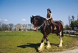 Petite fille sur un très grand cheval brun et blanc.