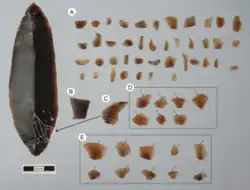 Description de cette image, également commentée ci-après