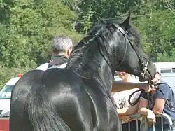 Jeune étalon, vu de trois quarts