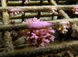 P. damicornis est une espèce pionnière qui colonise souvent des supports artificiels.