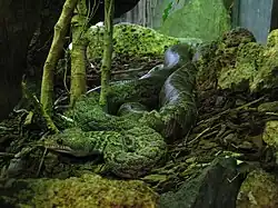 Ménagerie du jardin des plantes Paris/France