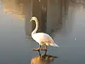 Un cygne sur le lac gelé.