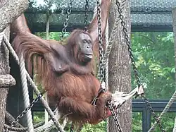 Théodora, l'une des cinq orangs-outans de Bornéo.
