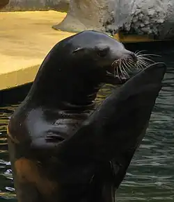 Otarie de Californie