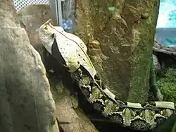 Ménagerie du jardin des plantes - Paris/France