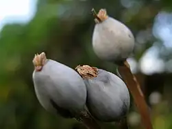 Coix lacryma-jobi, fruits.