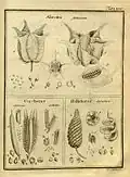 Planche dans De Fructibus et Seminibus Plantarum.