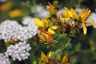 Millepertuis(Hypericum perforatum).