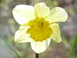 Jonquille en gros plan en plein soleil