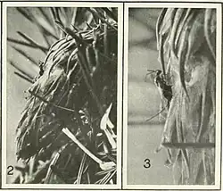 Chalcis du sapin Douglas pondant dans un cône.