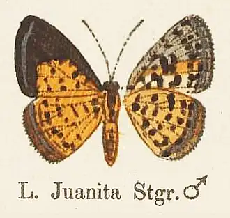 Description de l'image JuanitaStaudinger1887OD.jpg.