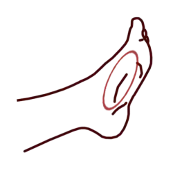 Teisoku, tranchant intérieur du pied, arche du pied.