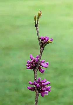 Petite branche étagée montant vers le ciel avec à chaque palier un bouquet de bourgeons violets.