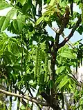 Fleurs mâles de Juglans mandshurica