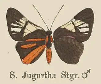 Description de l'image JugurthaStaudinger1867OD.jpg.