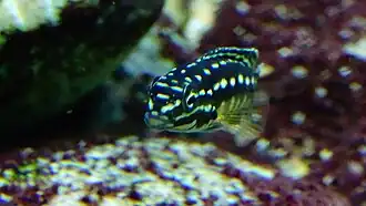 jeune de 5/6 centimètres