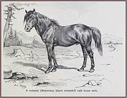 Dessin au crayon d'un cheval vu de profil