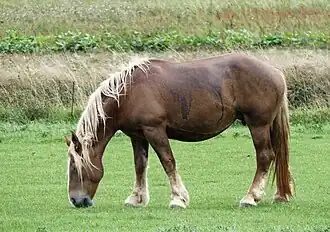 Cheval marron-roux au gros ventre vu de profil.