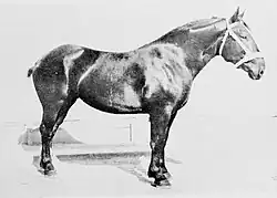 Photo noir et blanc de cheval noir vu de profil.