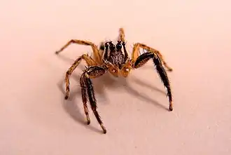 Plexippus paykulli sur du papier blanc