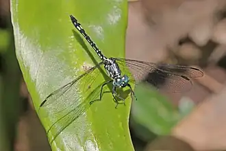 Description de l'image Junglewatcher (Neodythemis hildebrandti).jpg.