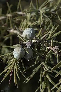 Fruit pas encore mûr, Tlemcen