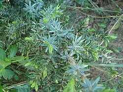 Détail des aiguilles.