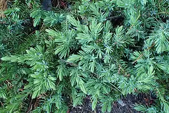 Description de l'image Juniperus taxifolia var. lutchuensis kz02.jpg.