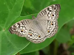 Junonia atlites