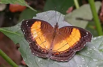 Junonia terea